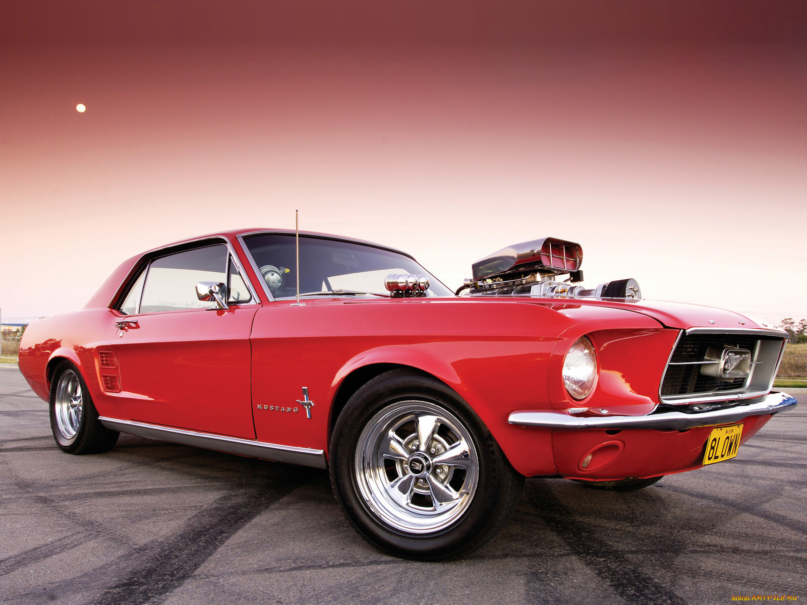 , mustang